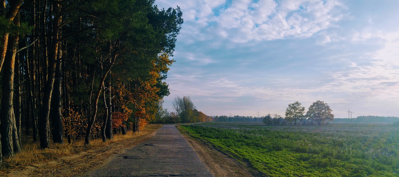 Brandenburg an der Havel Wald Weg Spaziergang Natur